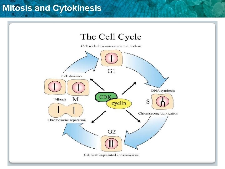 Mitosis and Cytokinesis 