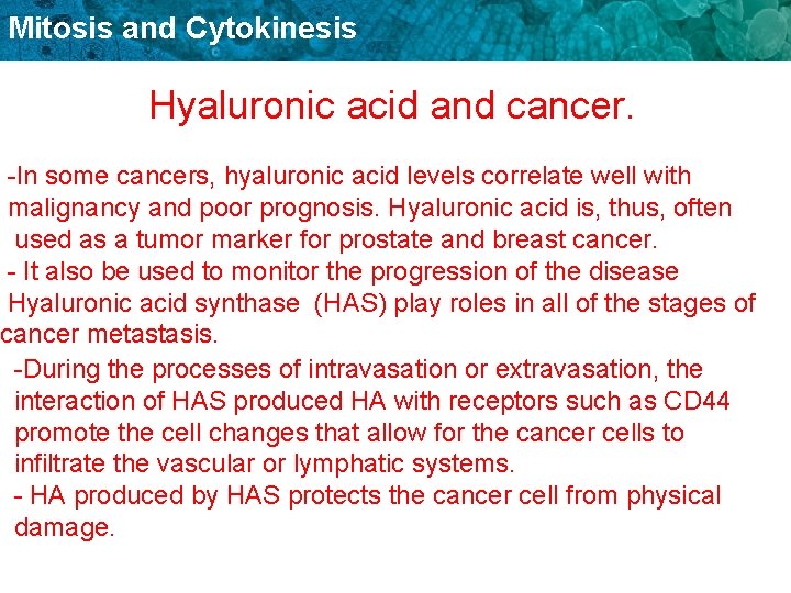 Mitosis and Cytokinesis Hyaluronic acid and cancer. -In some cancers, hyaluronic acid levels correlate