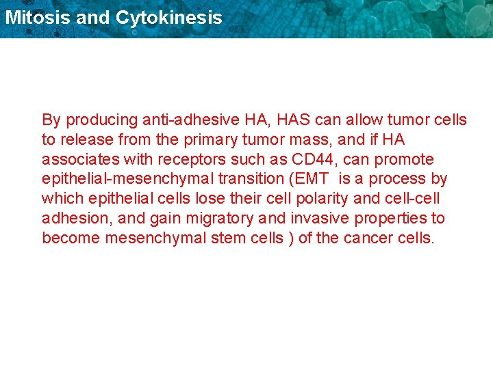 Mitosis and Cytokinesis By producing anti-adhesive HA, HAS can allow tumor cells to release