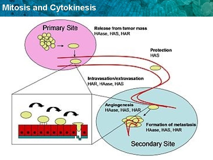 Mitosis and Cytokinesis 