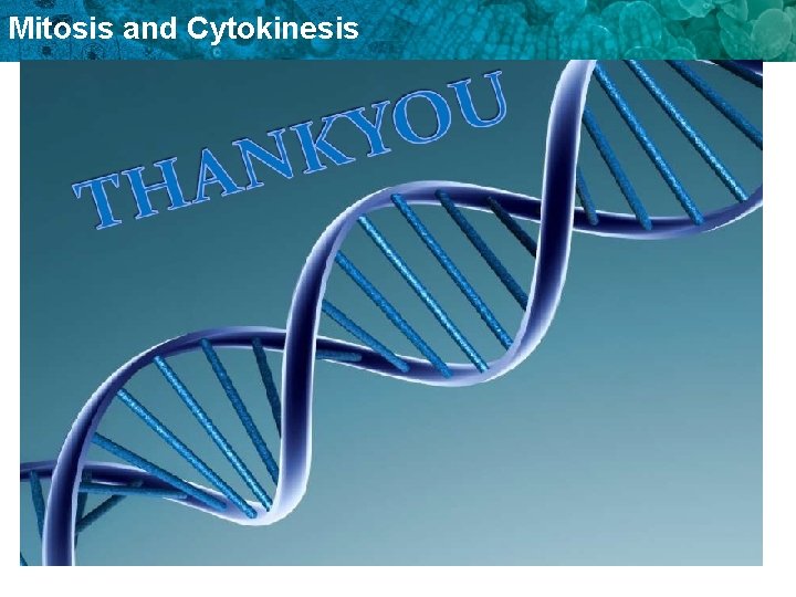 Mitosis and Cytokinesis 