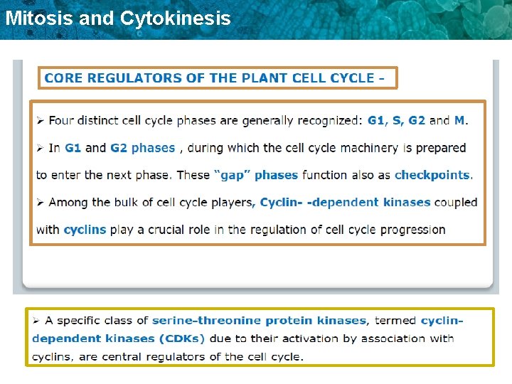 Mitosis and Cytokinesis 