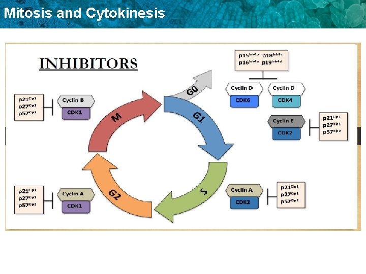 Mitosis and Cytokinesis 