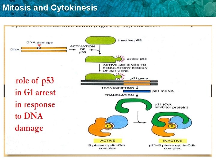Mitosis and Cytokinesis 