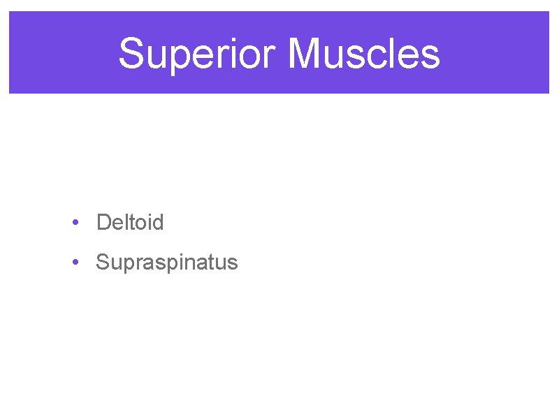 Superior Muscles • Deltoid • Supraspinatus 