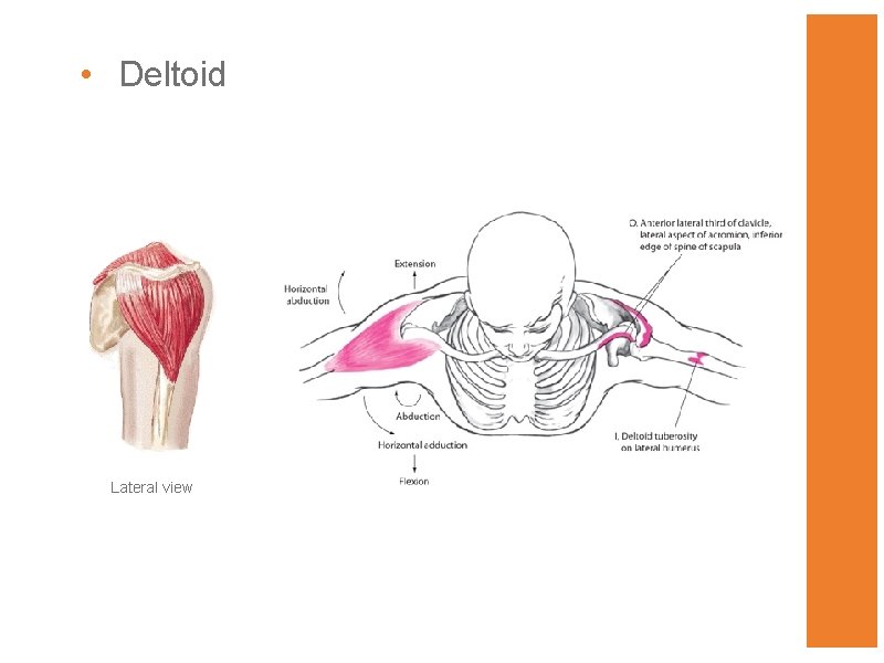  • Deltoid Lateral view 