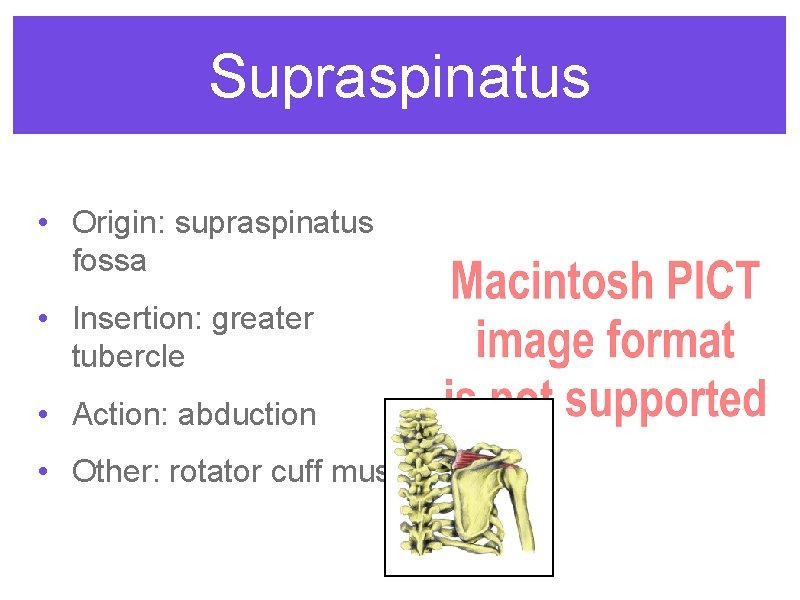 Supraspinatus • Origin: supraspinatus fossa • Insertion: greater tubercle • Action: abduction • Other: