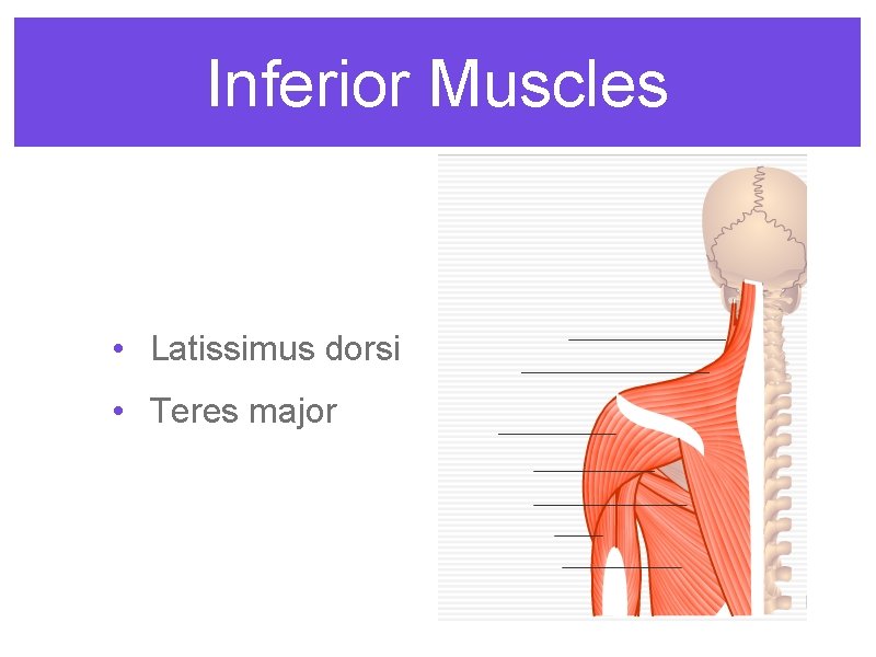 Inferior Muscles • Latissimus dorsi • Teres major 