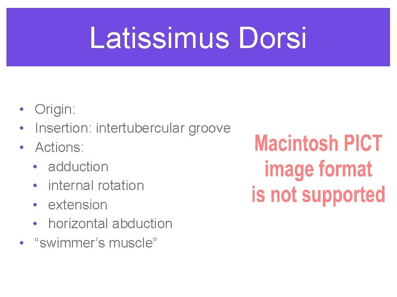 Latissimus Dorsi • Origin: • Insertion: intertubercular groove • Actions: • adduction • internal