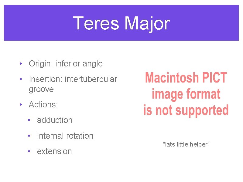 Teres Major • Origin: inferior angle • Insertion: intertubercular groove • Actions: • adduction