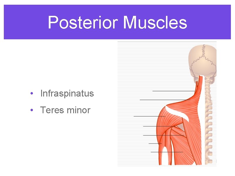 Posterior Muscles • Infraspinatus • Teres minor 