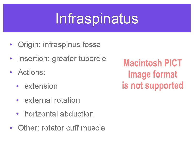 Infraspinatus • Origin: infraspinus fossa • Insertion: greater tubercle • Actions: • extension •