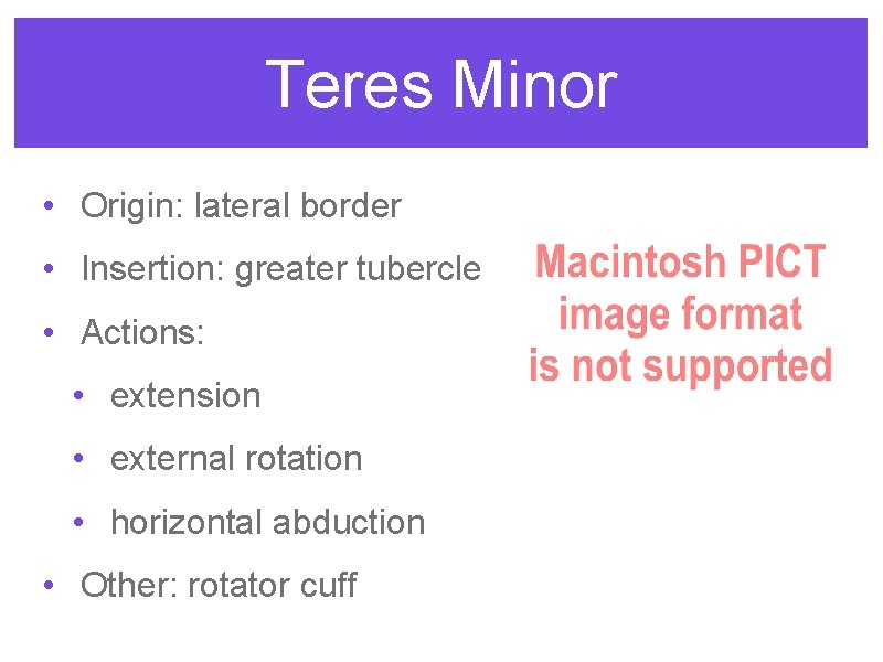 Teres Minor • Origin: lateral border • Insertion: greater tubercle • Actions: • extension