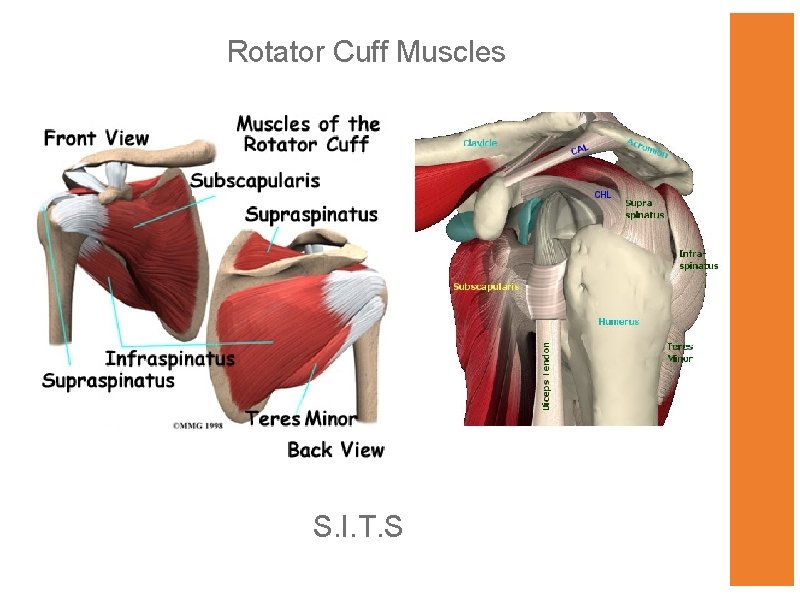 Rotator Cuff Muscles S. I. T. S 