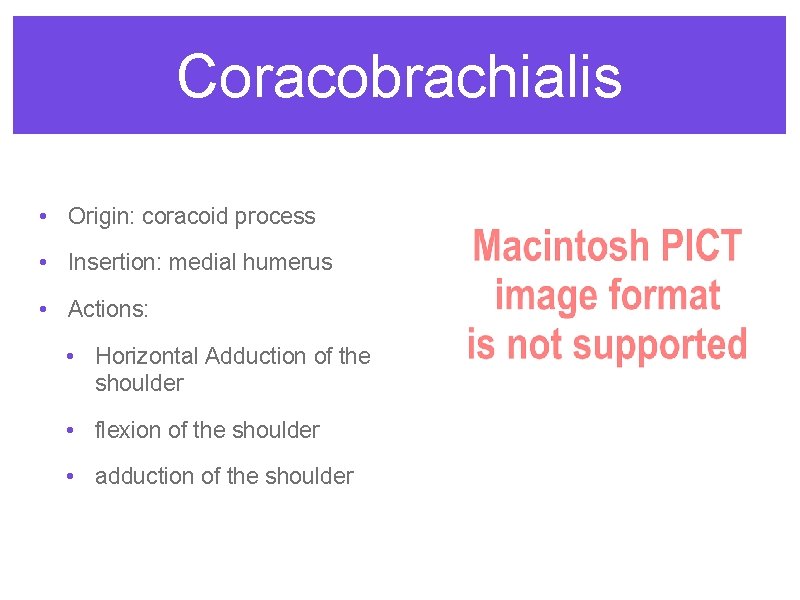 Coracobrachialis • Origin: coracoid process • Insertion: medial humerus • Actions: • Horizontal Adduction