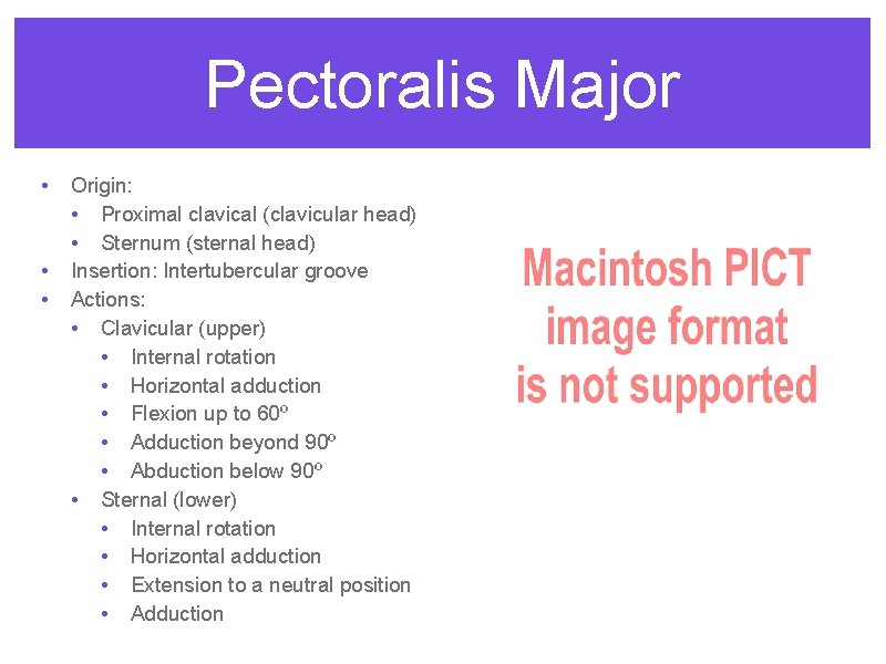 Pectoralis Major • • • Origin: • Proximal clavical (clavicular head) • Sternum (sternal