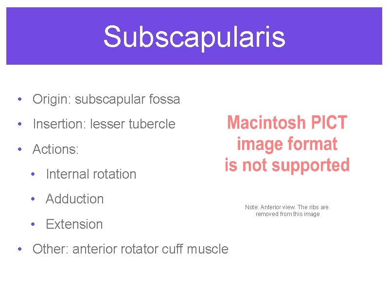 Subscapularis • Origin: subscapular fossa • Insertion: lesser tubercle • Actions: • Internal rotation