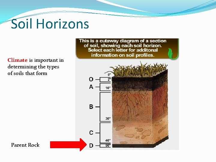 Soil Horizons Climate is important in determining the types of soils that form Parent