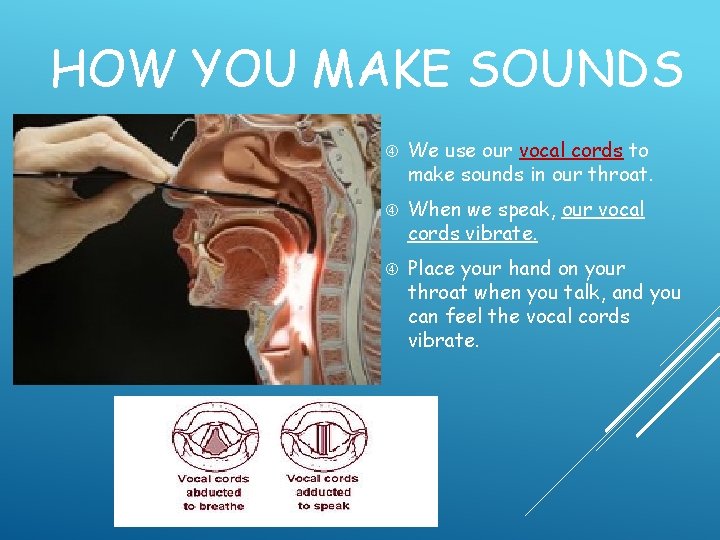 HOW YOU MAKE SOUNDS We use our vocal cords to make sounds in our