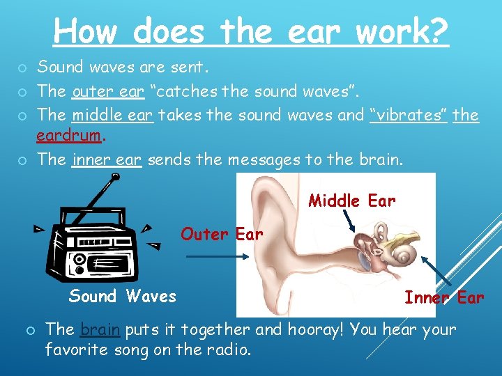 How does the ear work? ¡ ¡ Sound waves are sent. The outer ear