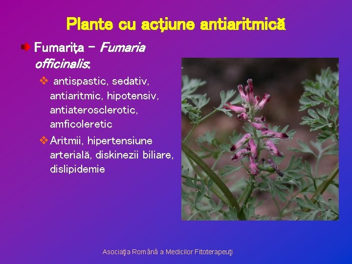 Plante cu acţiune antiaritmică Fumariţa – Fumaria officinalis: v antispastic, sedativ, antiaritmic, hipotensiv, antiaterosclerotic,