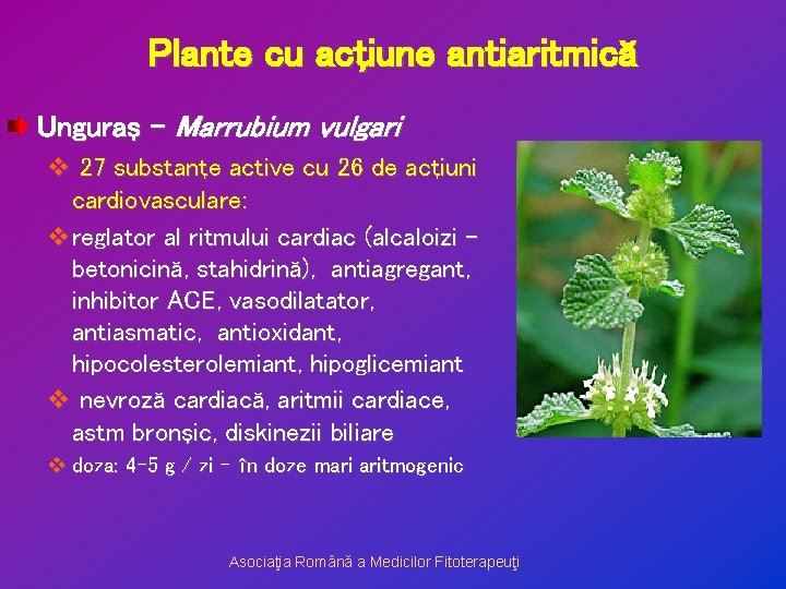 Plante cu acţiune antiaritmică Unguraş – Marrubium vulgari v 27 substanţe active cu 26