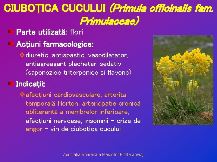 CIUBOŢICA CUCULUI (Primula officinalis fam. Primulaceae) Parte utilizată: flori Acţiuni farmacologice: vdiuretic, antispastic, vasodilatator,