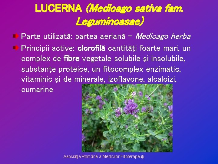 LUCERNA (Medicago sativa fam. Leguminoasae) Parte utilizată: partea aeriană – Medicago herba Principii active: