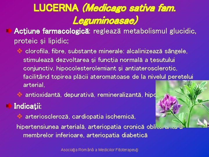 LUCERNA (Medicago sativa fam. Leguminoasae) Acţiune farmacologică: reglează metabolismul glucidic, proteic şi lipidic; v