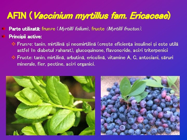 AFIN (Vaccinium myrtillus fam. Ericaceae) Parte utilizată: frunze (Myrtilli folium), fructe (Myrtilli fructus). Principii