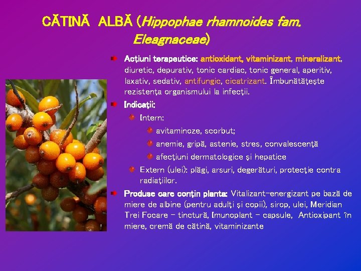 CĂTINĂ ALBĂ (Hippophae rhamnoides fam. Eleagnaceae) Acţiuni terapeutice: antioxidant, vitaminizant, mineralizant, diuretic, depurativ, tonic