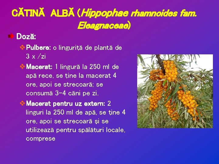 CĂTINĂ ALBĂ (Hippophae rhamnoides fam. Eleagnaceae) Doză: v. Pulbere: o linguriţă de plantă de