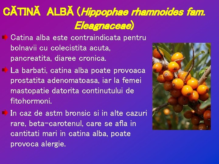 CĂTINĂ ALBĂ (Hippophae rhamnoides fam. Eleagnaceae) Catina alba este contraindicata pentru bolnavii cu colecistita