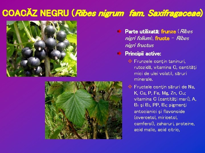 COACĂZ NEGRU (Ribes nigrum fam. Saxifragaceae) Parte utilizată: frunze (Ribes nigri folium), fructe –