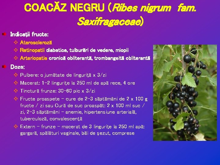 COACĂZ NEGRU (Ribes nigrum fam. Saxifragaceae) Indicaţii fructe: v Ateroscleroză v Retinopatii diabetice, tulburări