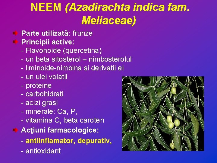 NEEM (Azadirachta indica fam. Meliaceae) Parte utilizată: frunze Principii active: - Flavonoide (quercetina) -