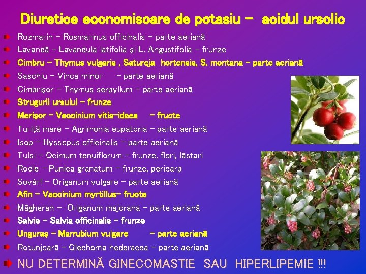 Diuretice economisoare de potasiu – acidul ursolic Rozmarin - Rosmarinus officinalis - parte aeriană