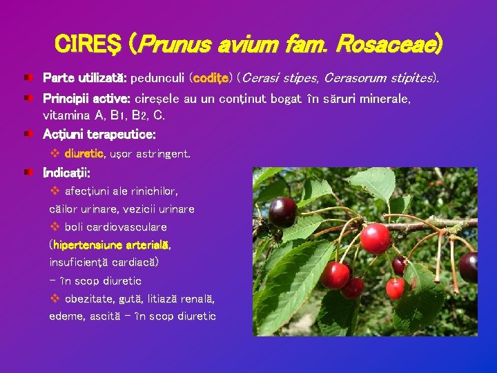 CIREŞ (Prunus avium fam. Rosaceae) Parte utilizată: pedunculi (codiţe) (Cerasi stipes, Cerasorum stipites). Principii