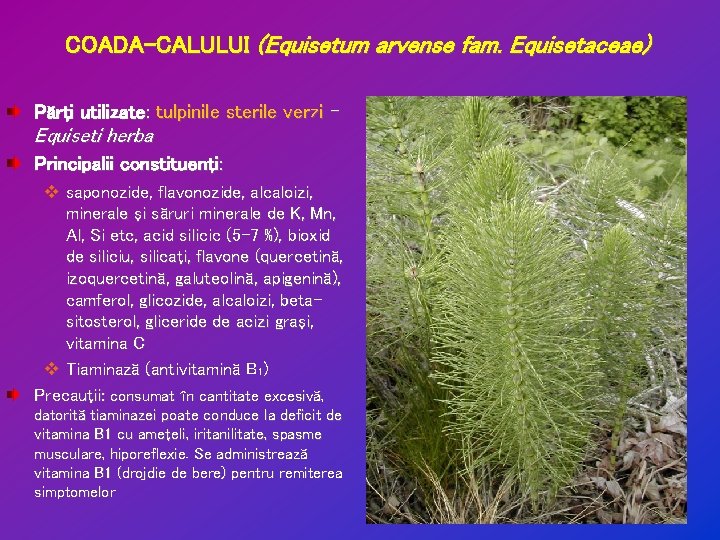 COADA-CALULUI (Equisetum arvense fam. Equisetaceae) Părţi utilizate: tulpinile sterile verzi – Equiseti herba Principalii