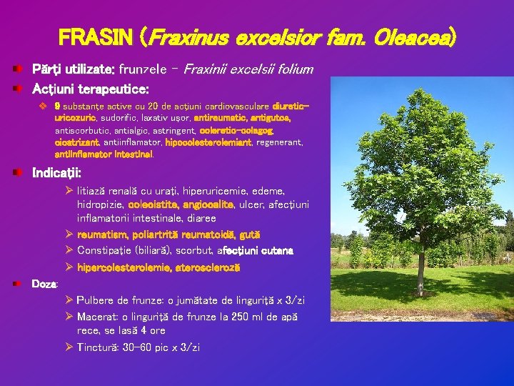 FRASIN (Fraxinus excelsior fam. Oleacea) Părţi utilizate: frunzele – Fraxinii excelsii folium Acţiuni terapeutice: