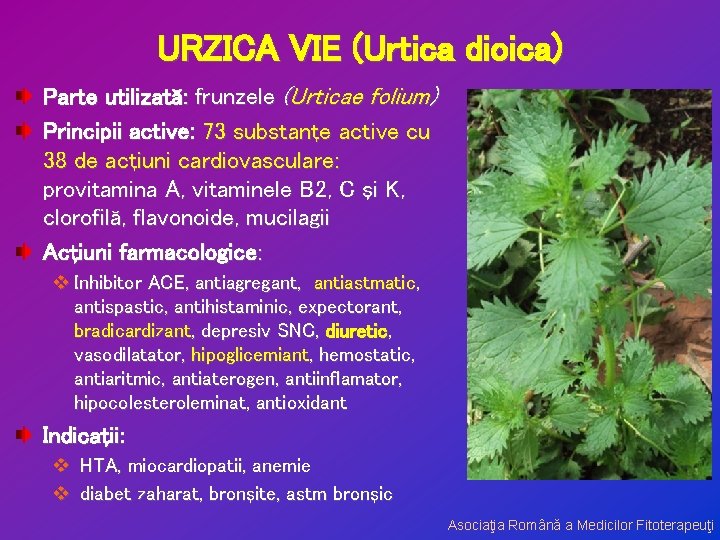 URZICA VIE (Urtica dioica) Parte utilizată: frunzele (Urticae folium) Principii active: 73 substanţe active