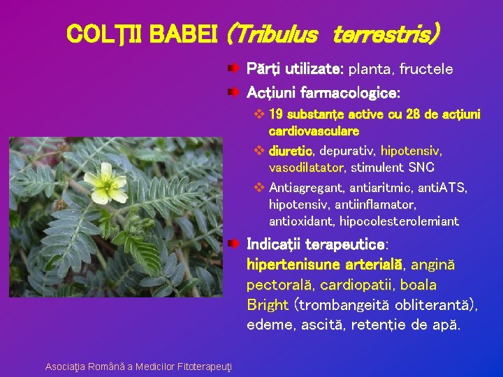 COLŢII BABEI (Tribulus terrestris) Părţi utilizate: planta, fructele Acţiuni farmacologice: v 19 substanţe active