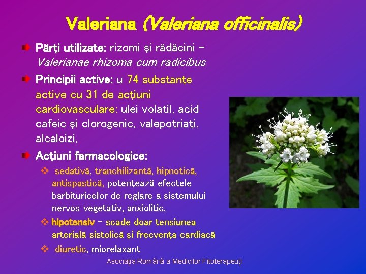 Valeriana (Valeriana officinalis) Părţi utilizate: rizomi şi rădăcini - Valerianae rhizoma cum radicibus Principii