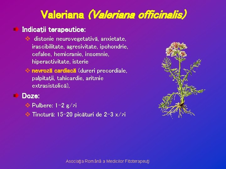 Valeriana (Valeriana officinalis) Indicaţii terapeutice: v distonie neurovegetativă, anxietate, irascibilitate, agresivitate, ipohondrie, cefalee, hemicranie,
