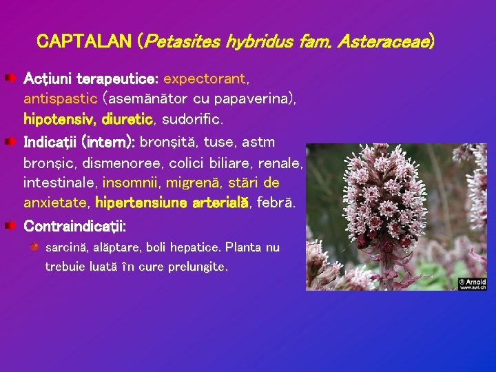 CAPTALAN (Petasites hybridus fam. Asteraceae) Acţiuni terapeutice: expectorant, antispastic (asemănător cu papaverina), hipotensiv, diuretic,