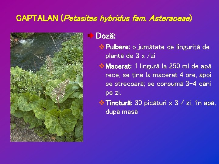 CAPTALAN (Petasites hybridus fam. Asteraceae) Doză: v. Pulbere: o jumătate de linguriţă de plantă