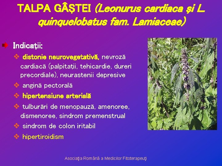 TALPA G ŞTEI (Leonurus cardiaca şi L. quinquelobatus fam. Lamiaceae) Indicaţii: v distonie neurovegetativă,