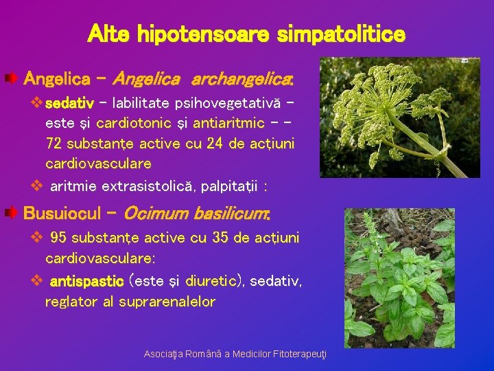 Alte hipotensoare simpatolitice Angelica – Angelica archangelica: vsedativ - labilitate psihovegetativă – este şi