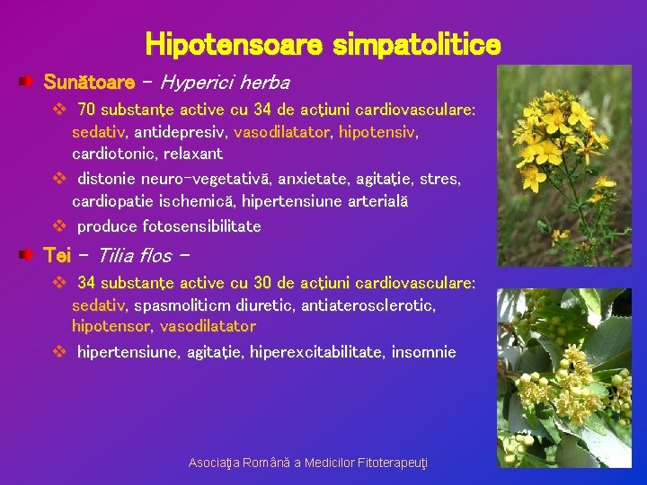 Hipotensoare simpatolitice Sunătoare – Hyperici herba v 70 substanţe active cu 34 de acţiuni