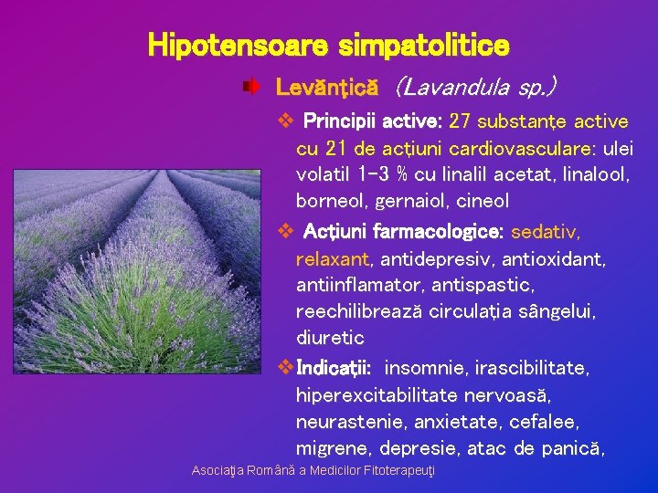 Hipotensoare simpatolitice Levănţică (Lavandula sp. ) v Principii active: 27 substanţe active cu 21